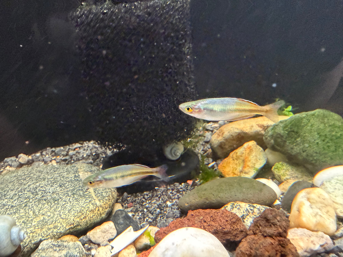 Boesemani Rainbowfish “Rosario La Corte” (Melanotaenia boesemani) Juvenile