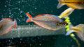 Dwarf Neon Rainbowfish (Melanotaenia Praecox) TR - 1”+