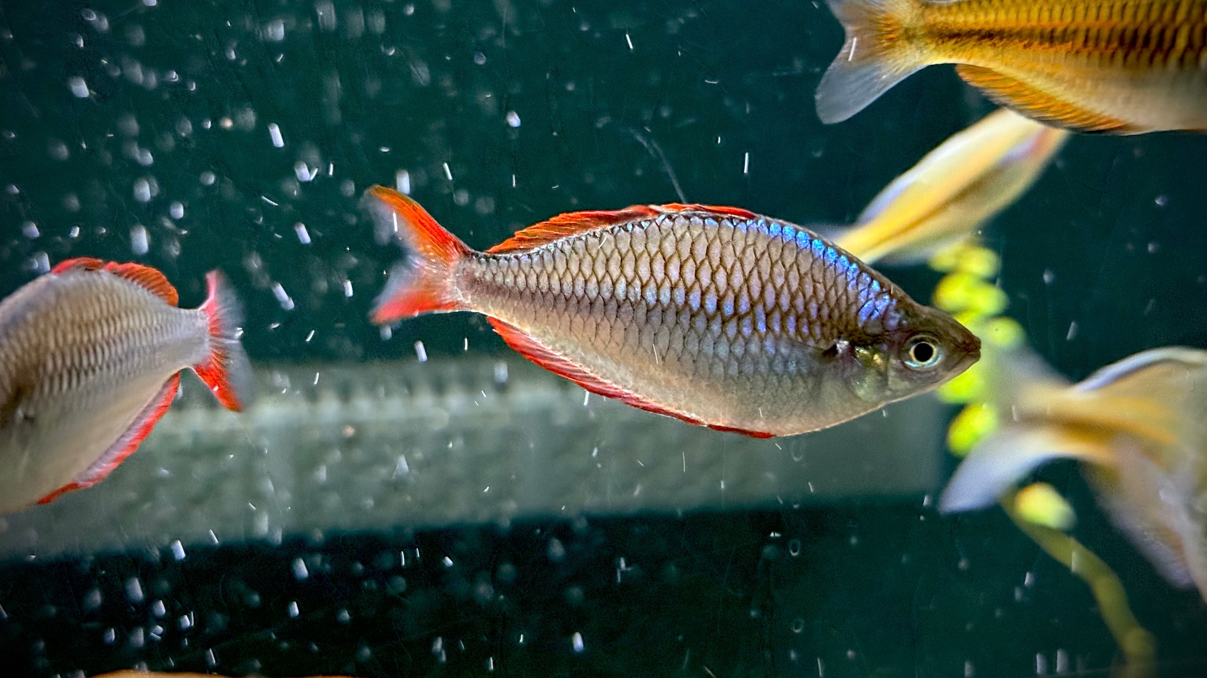 Dwarf Neon Rainbowfish (Melanotaenia Praecox) TR - 1”+