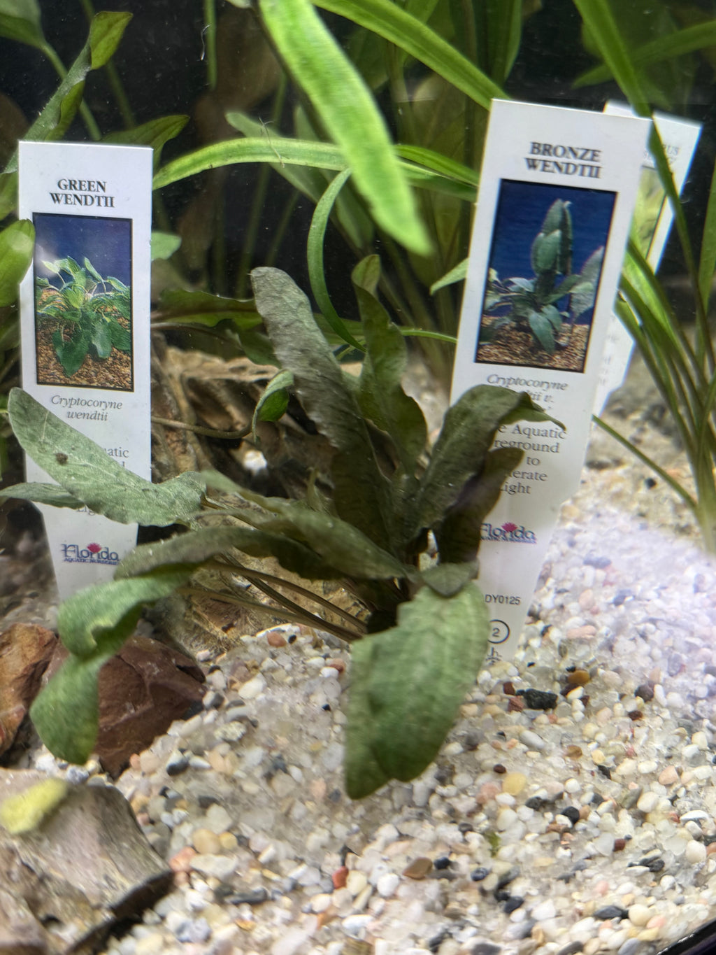 Crypt Wendtii Bronze (Cryptocoryne wendtii)