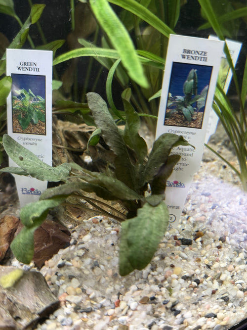 Crypt Wendtii Bronze (Cryptocoryne wendtii)