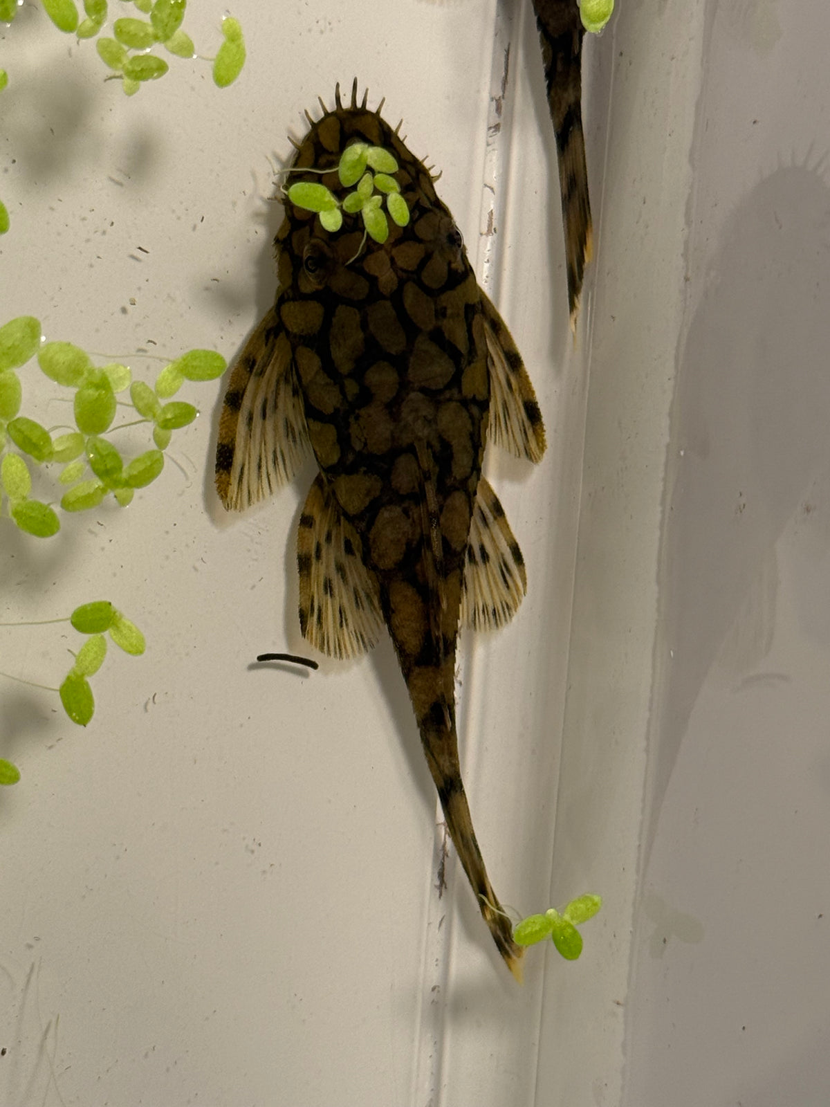 L519 Honeycomb Pleco "Rio Itanez" (Ancistomus sp. L519)