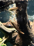 Bamboo Shrimp (Atyopsis moluccensis)