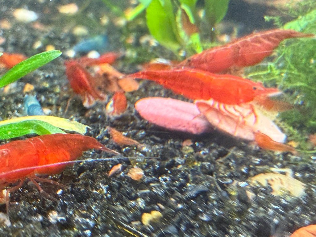 Skittles Neocaridina Shrimp 10 Pack