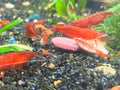 Skittles Neocaridina Shrimp 10 Pack