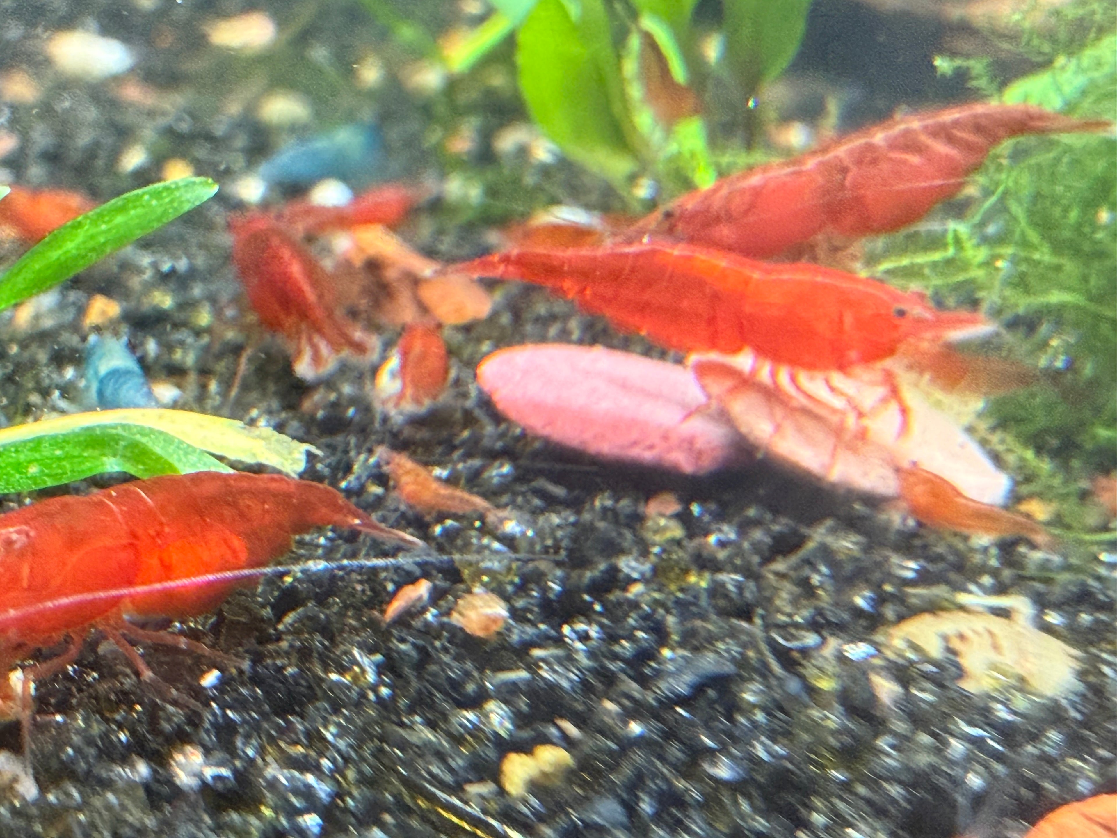 Skittles Neocaridina Shrimp 10 Pack