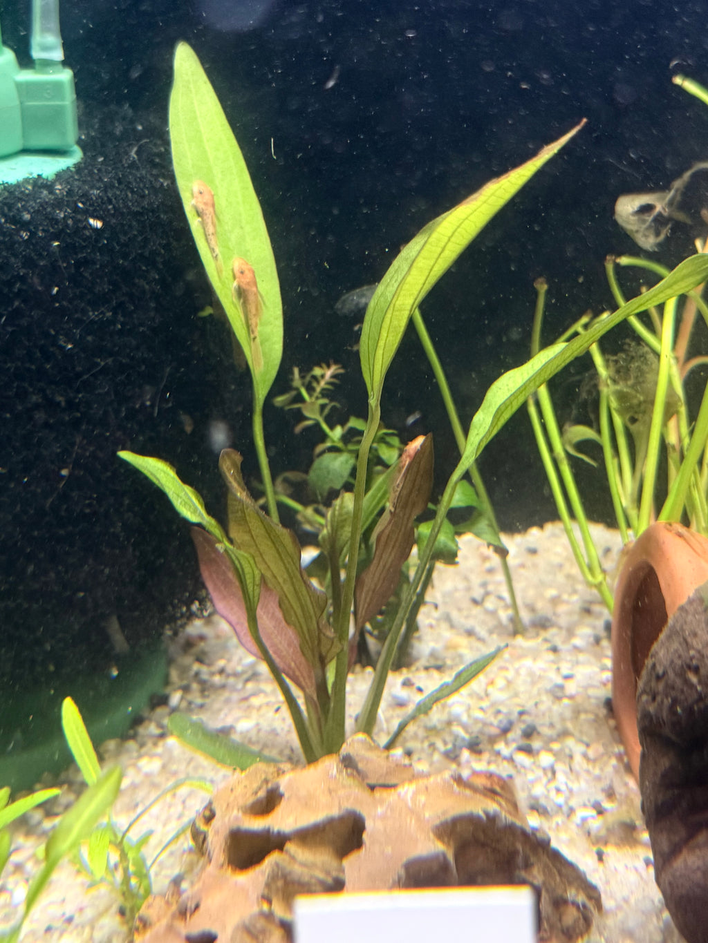 Pinwheel Melon Sword (Echinodorus osiris)