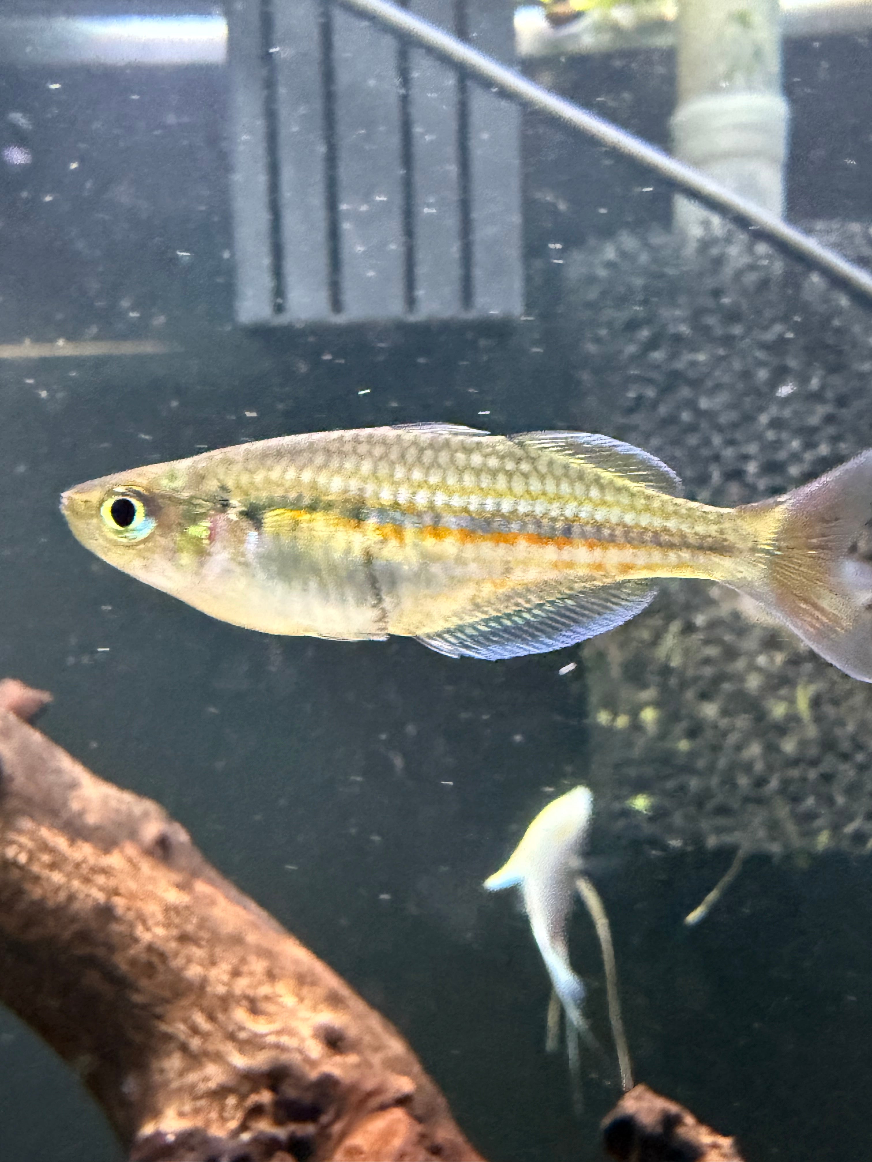 Kali Tawa Rainbow - M/F Pair
