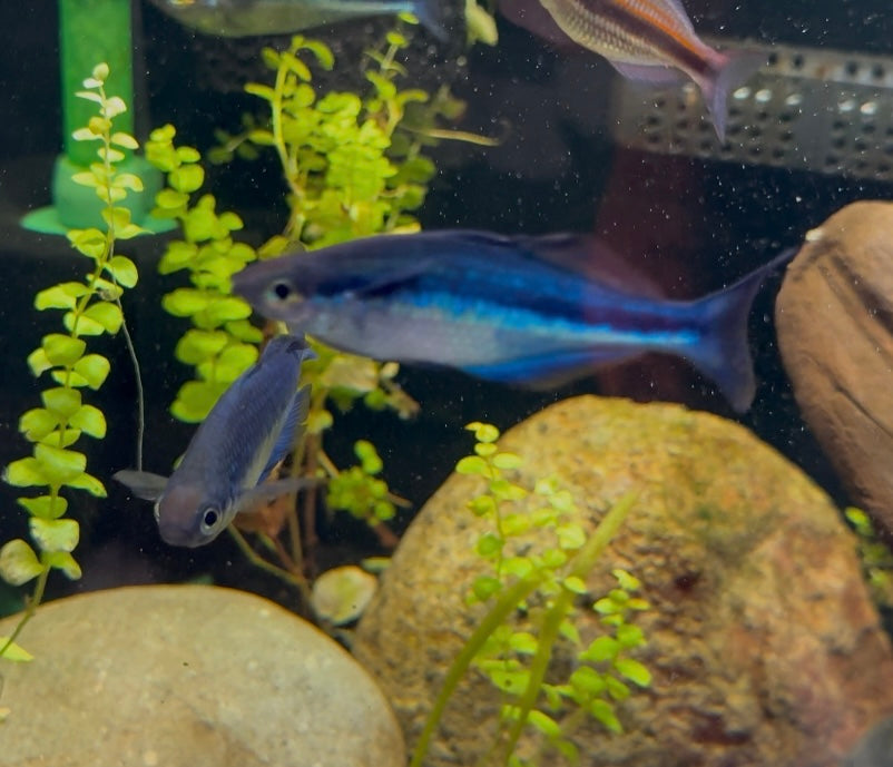 Turquoise Rainbowfish (Melanotaenia lacustris) TR 1.5”+