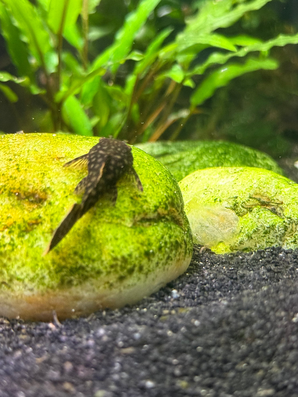 Common Bristlenose Pleco (Ancistrus sp.) - 1”+