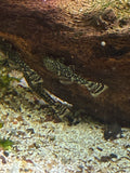 Common Bristlenose Pleco (Ancistrus sp.) - Small