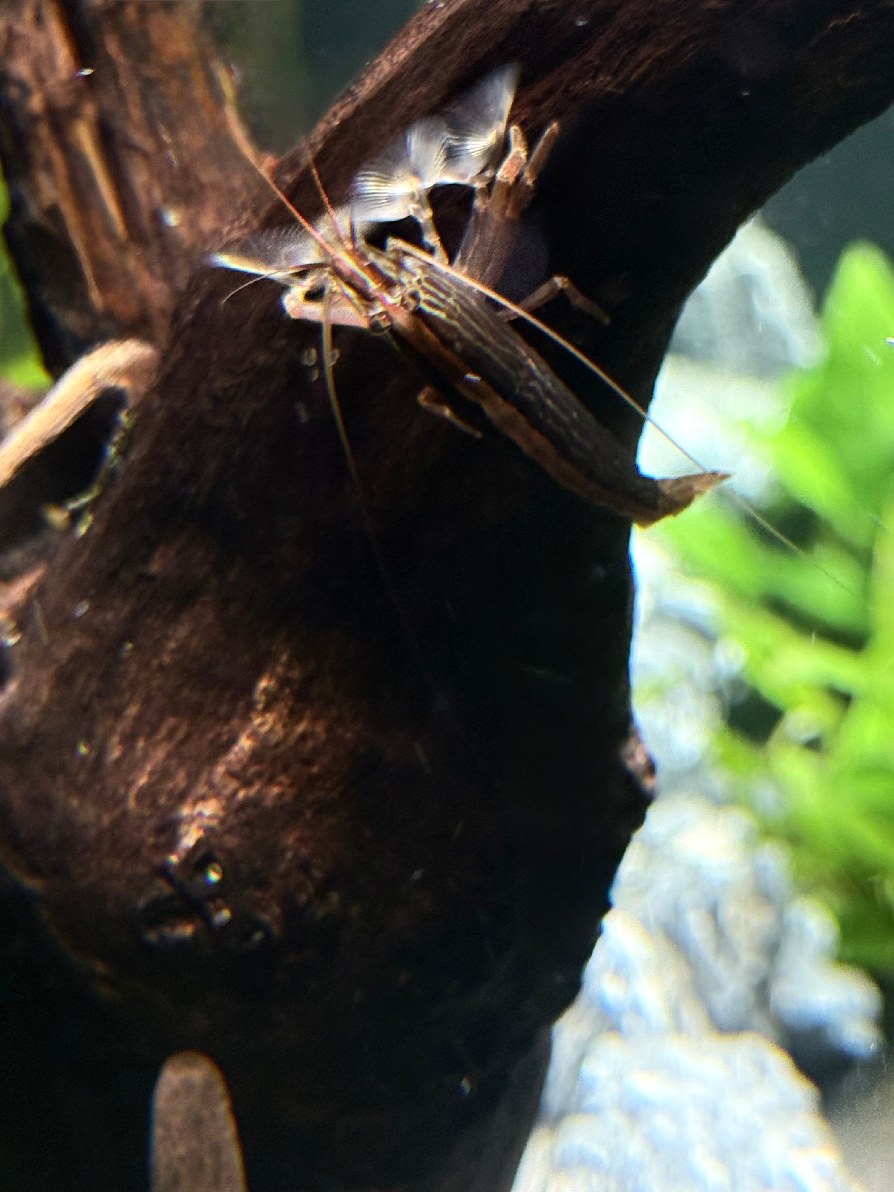 Bamboo Shrimp (Atyopsis moluccensis)