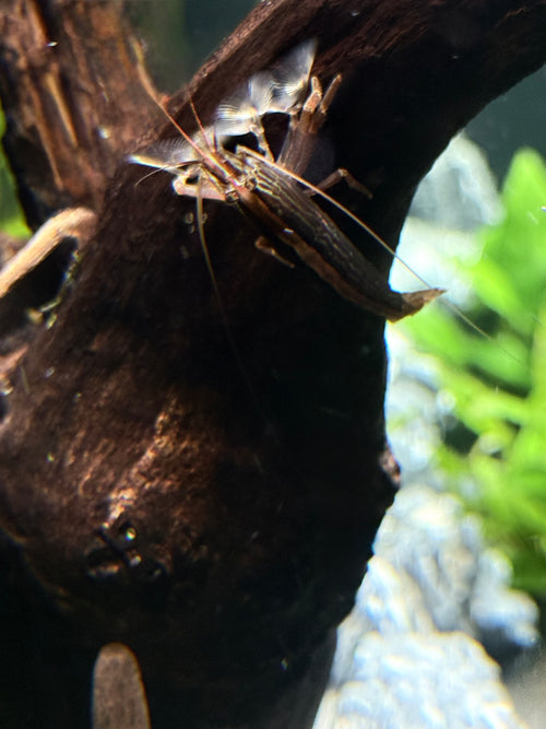 Bamboo Shrimp (Atyopsis moluccensis)