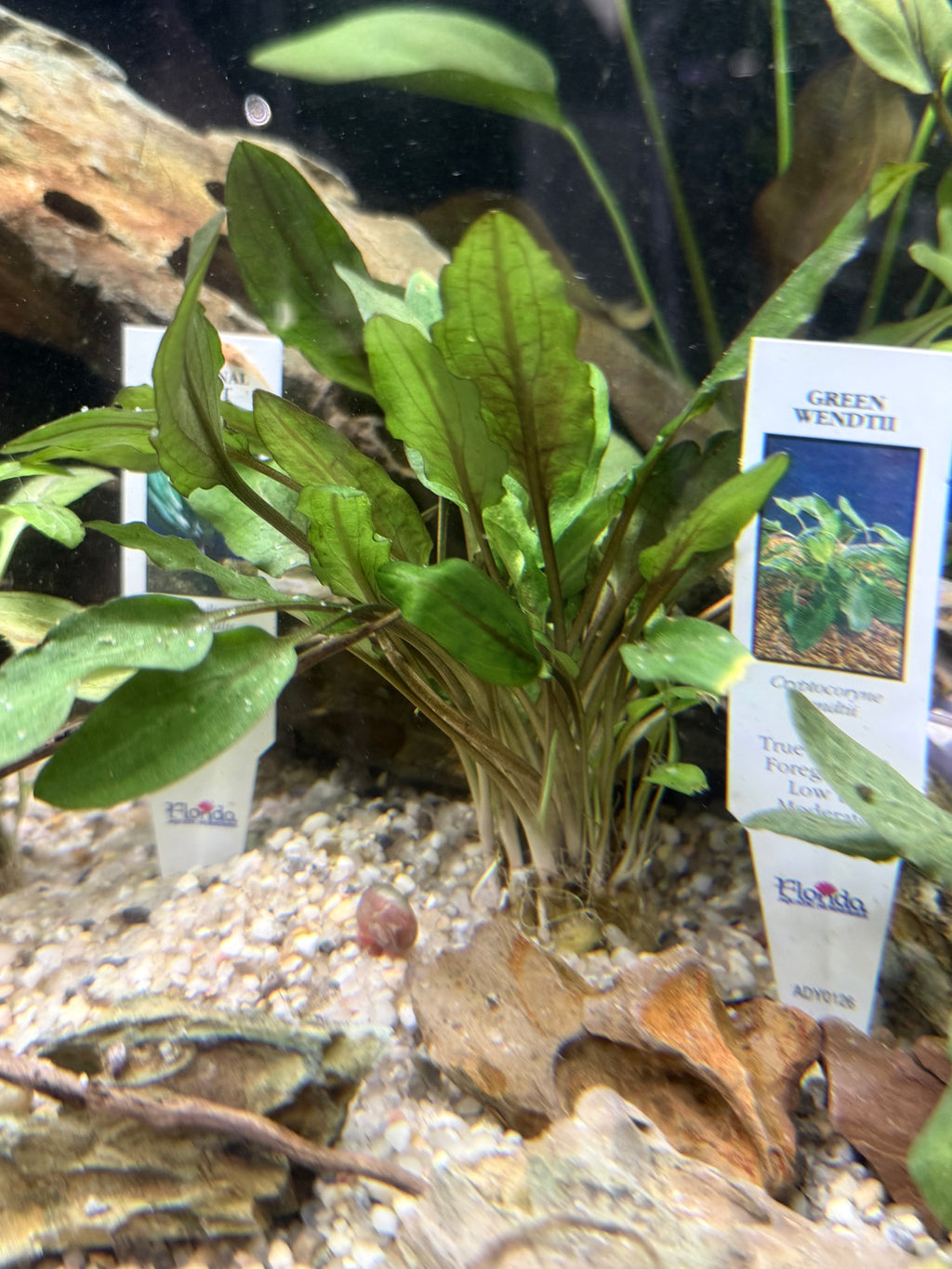 Crypt Wendtii Green (Cryptocoryne wendtii)