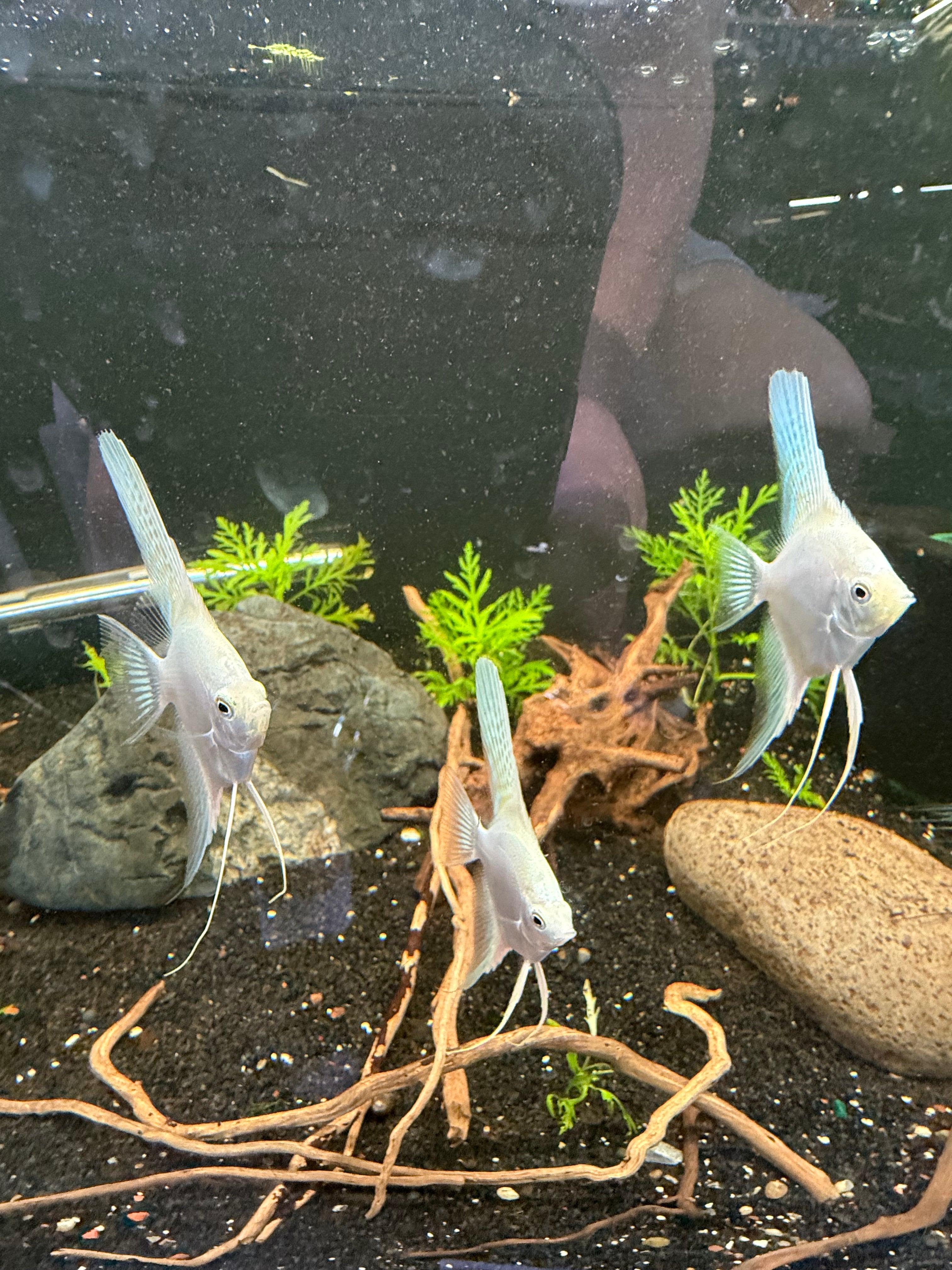 Platinum Angelfish Standard Fin - 2”+ (WYSIWYG)
