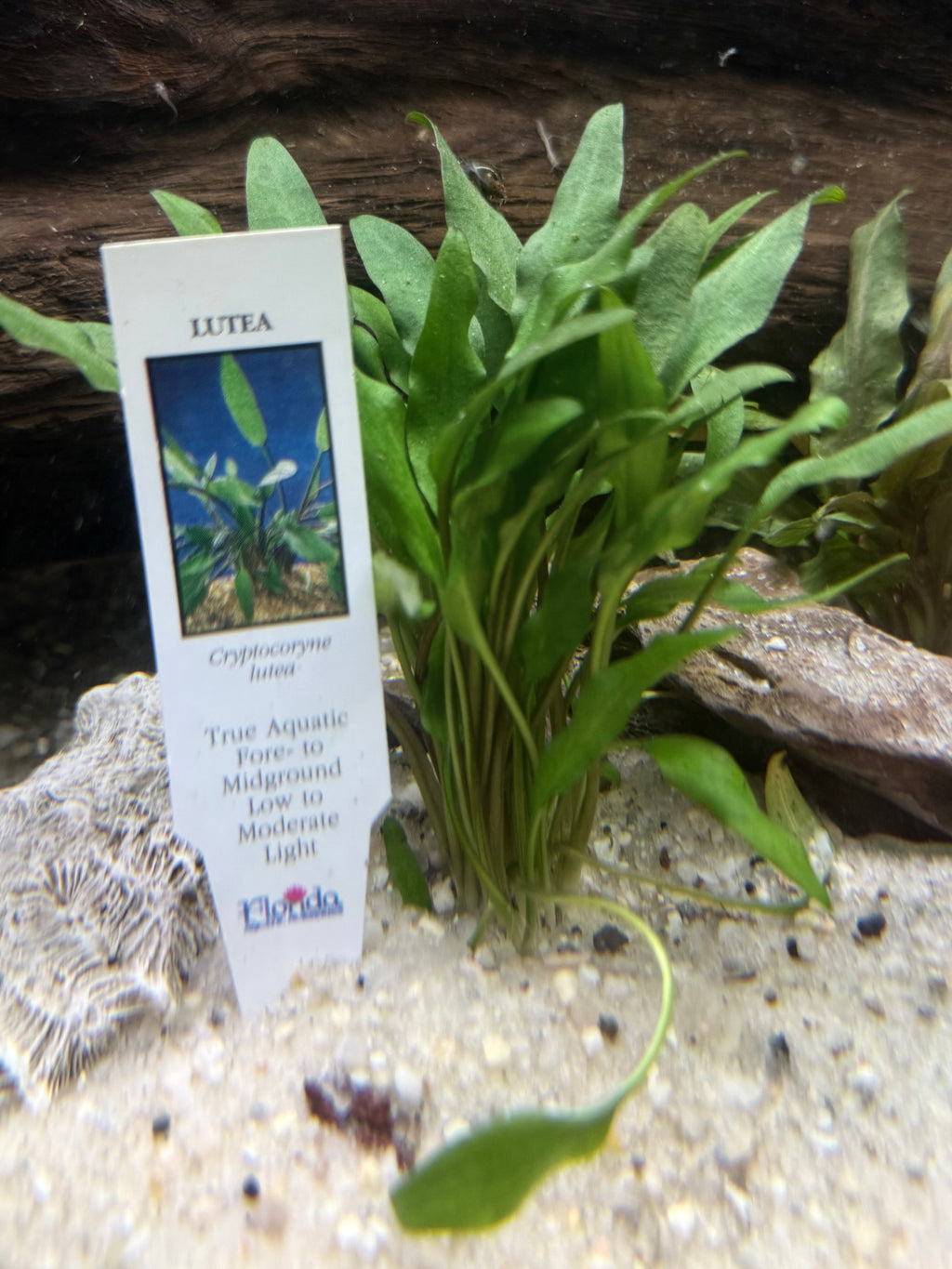 Crypt Lutea (Cryptocoryne walkeri)