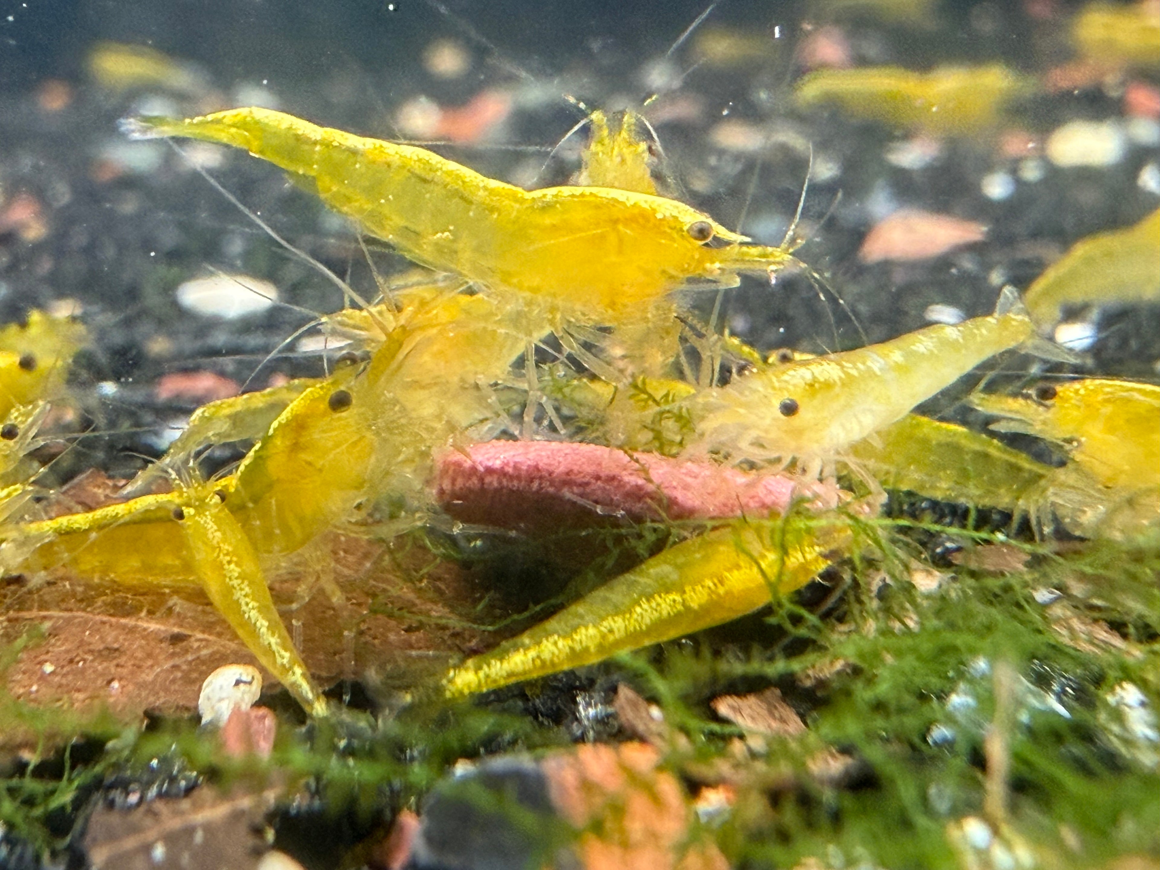 Skittles Neocaridina Shrimp 10 Pack