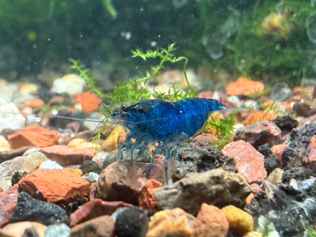 Skittles Neocaridina Shrimp 10 Pack