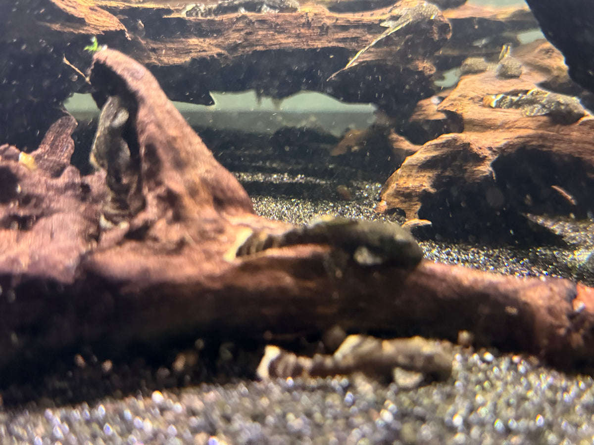 Common Bristlenose Pleco (Ancistrus sp.) - 1”+