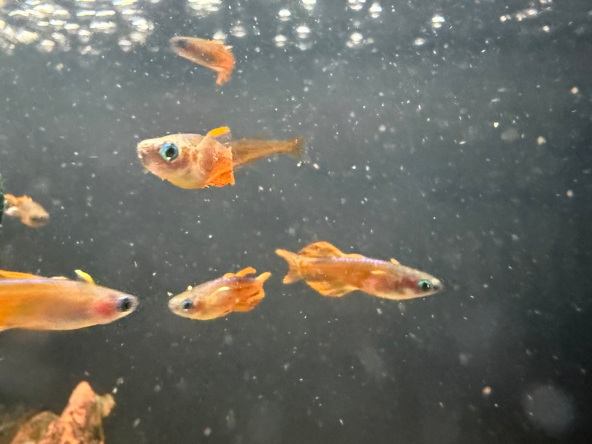 Red Neon Blue-Eye Rainbowfish — Pseudomugil luminatus