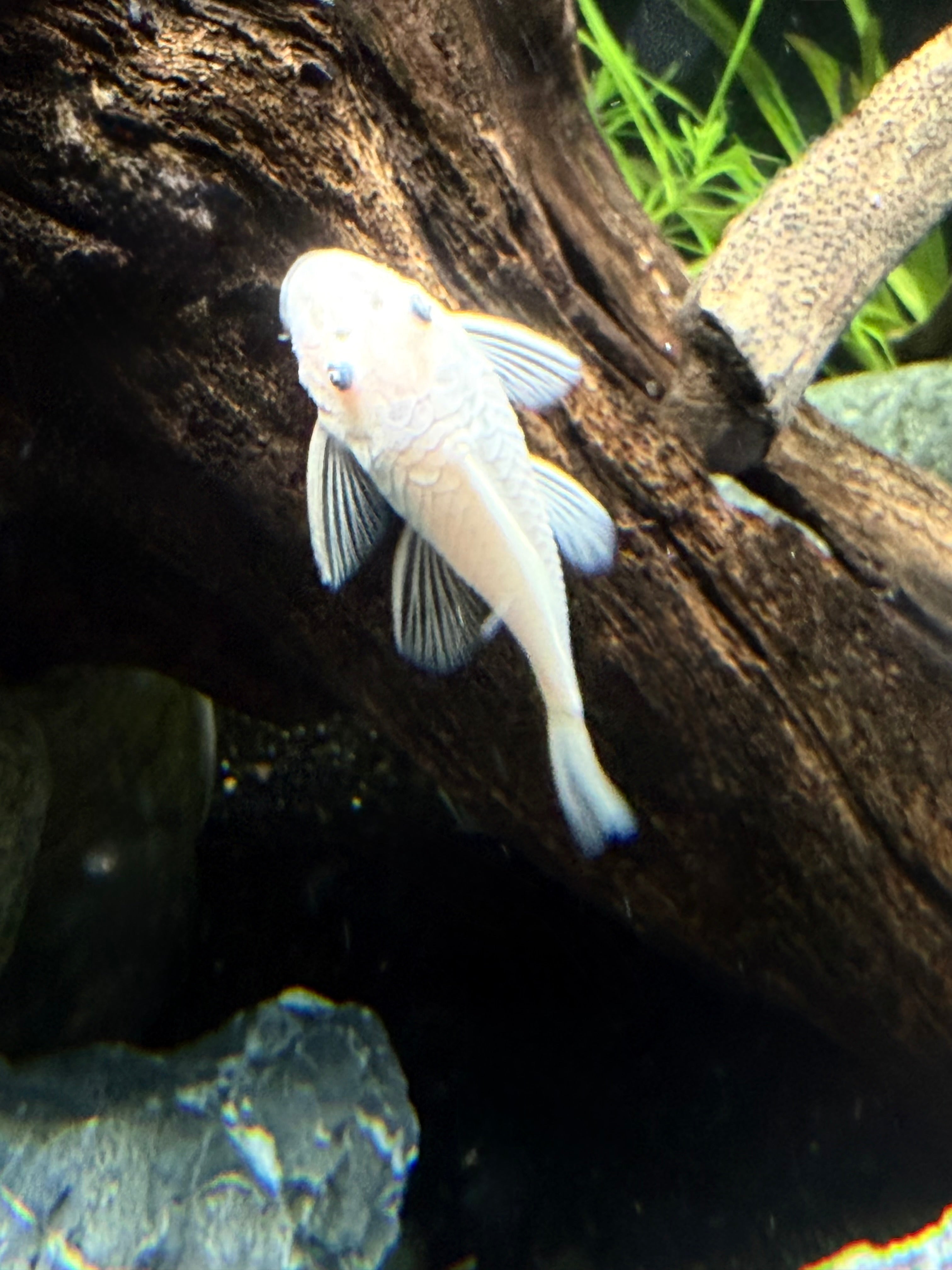 Snow White Bristlenose Pleco (Ancistrus sp.) TR - 1”+