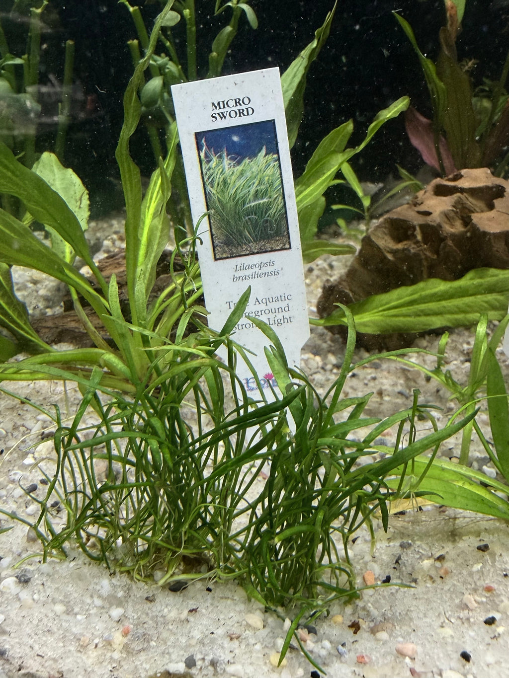 Micro Sword (Lilaeopsis brasiliensis)