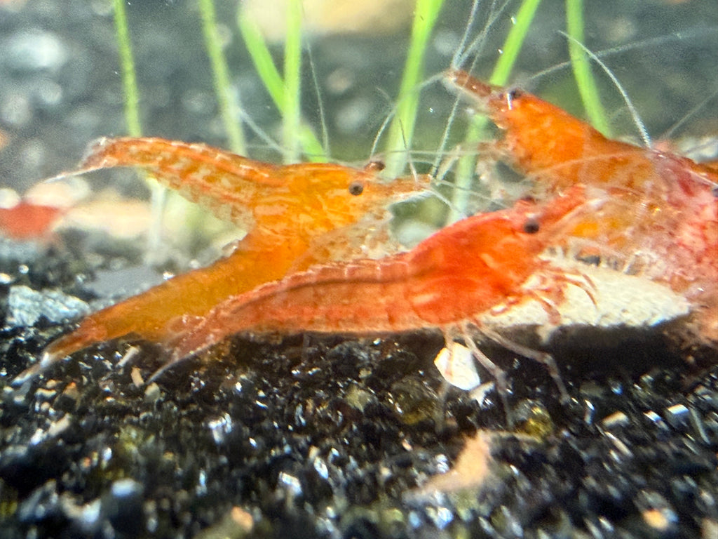 Skittles Neocaridina Shrimp 10 Pack