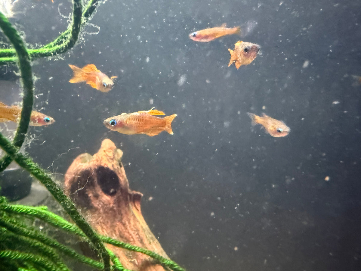 Red Neon Blue-Eye Rainbowfish — Pseudomugil luminatus