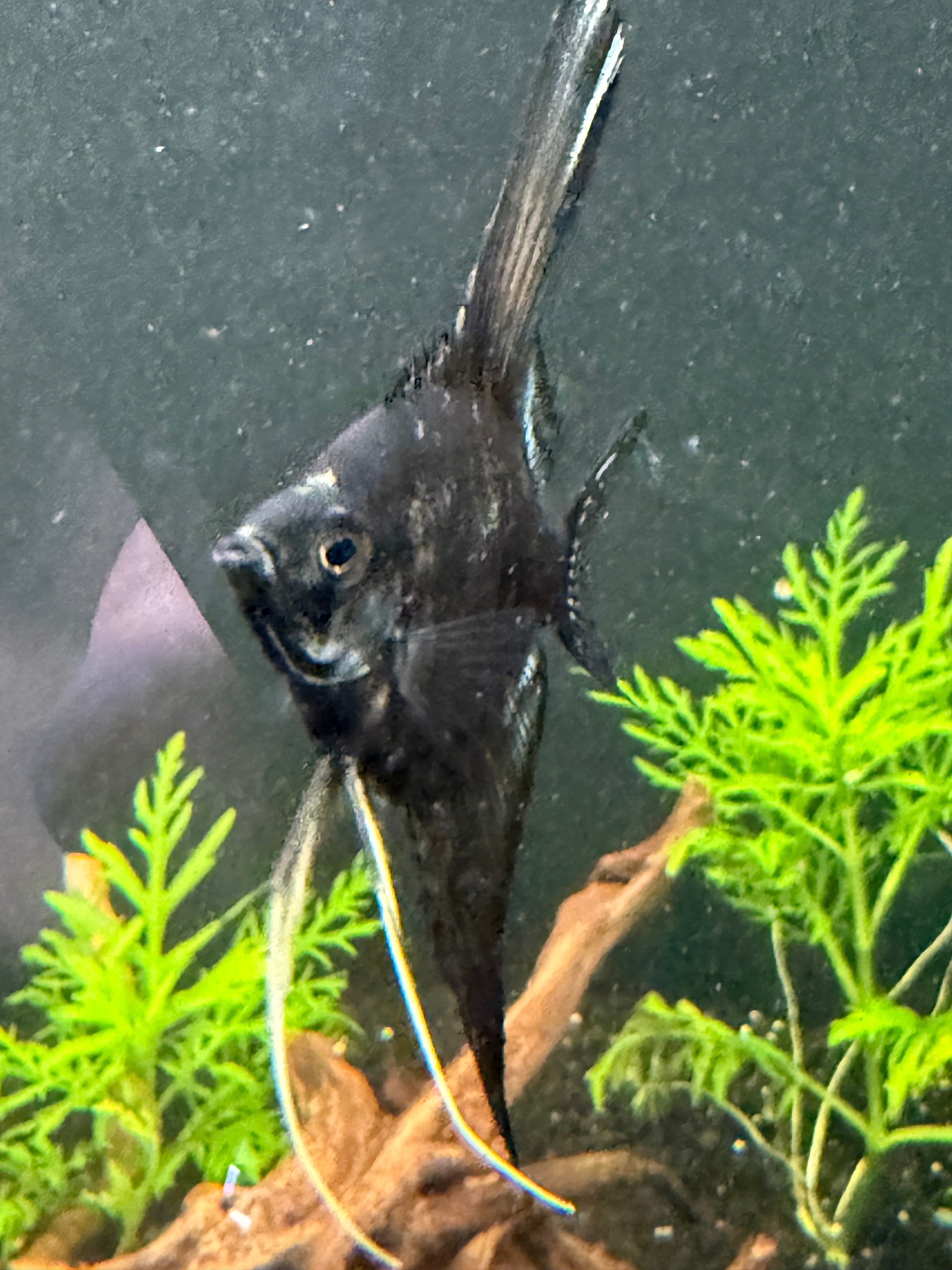 Black Angelfish Standard Fin - 1.5”+ (WYSIWYG)