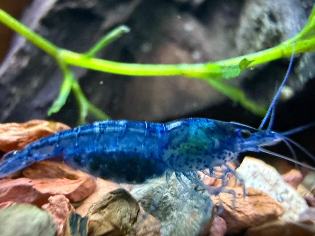 Neocaridina Shrimp (Blue Dream)