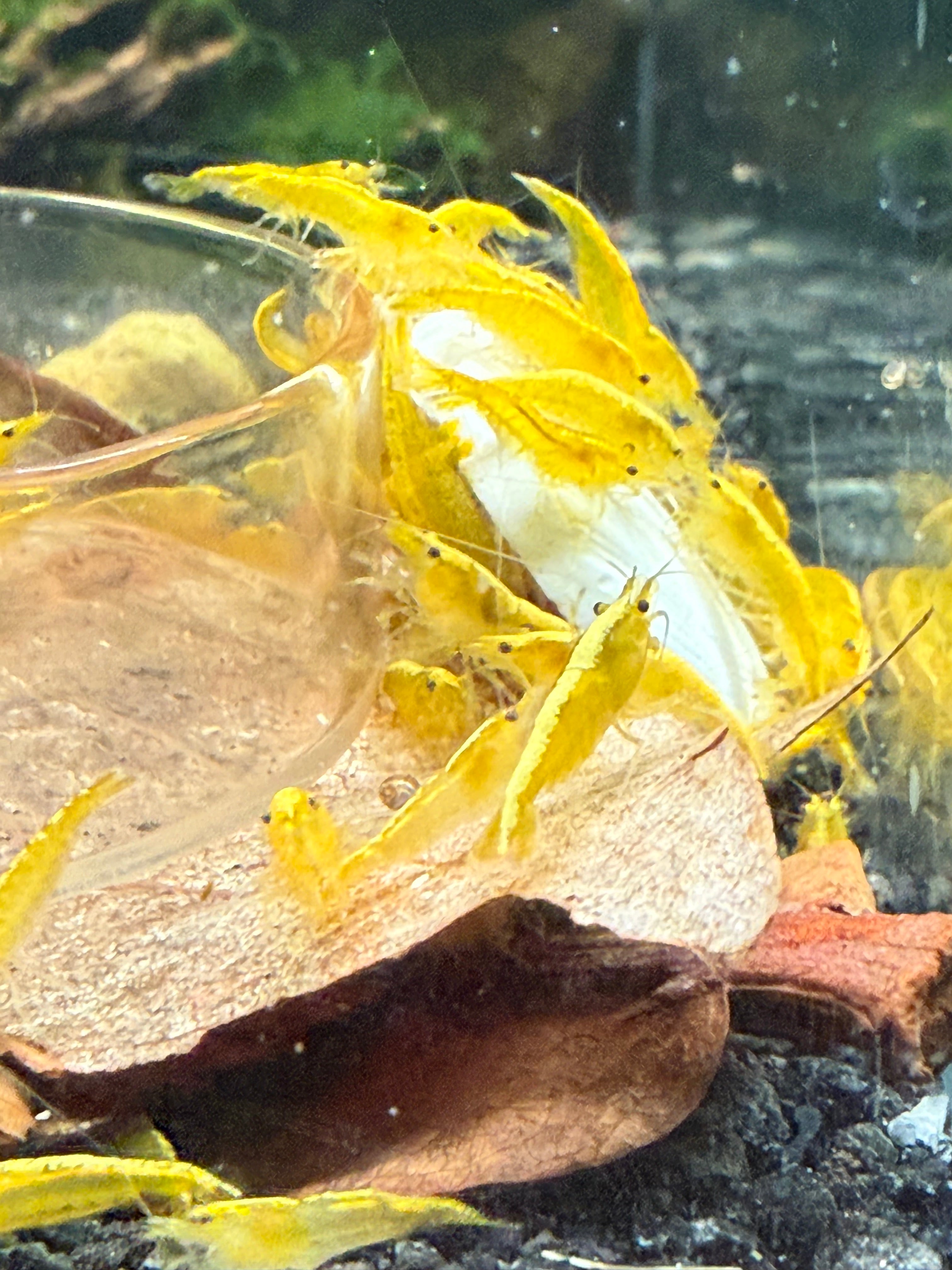 Neocaridina Shrimp (Yellow Goldenback)