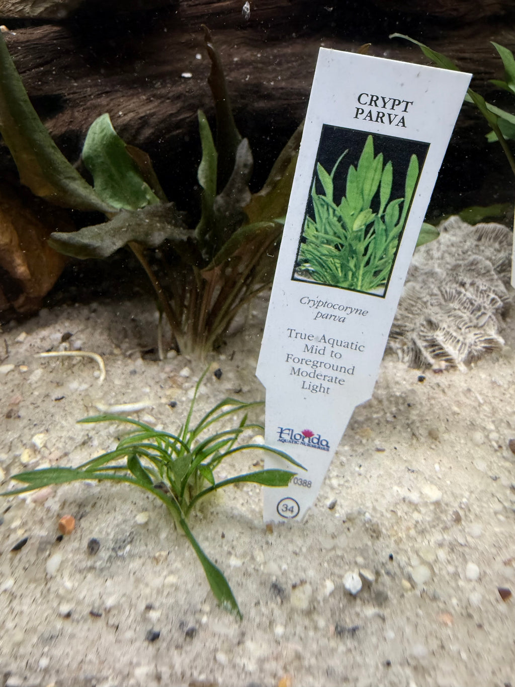 Crypt Parva (Cryptocoryne parva)