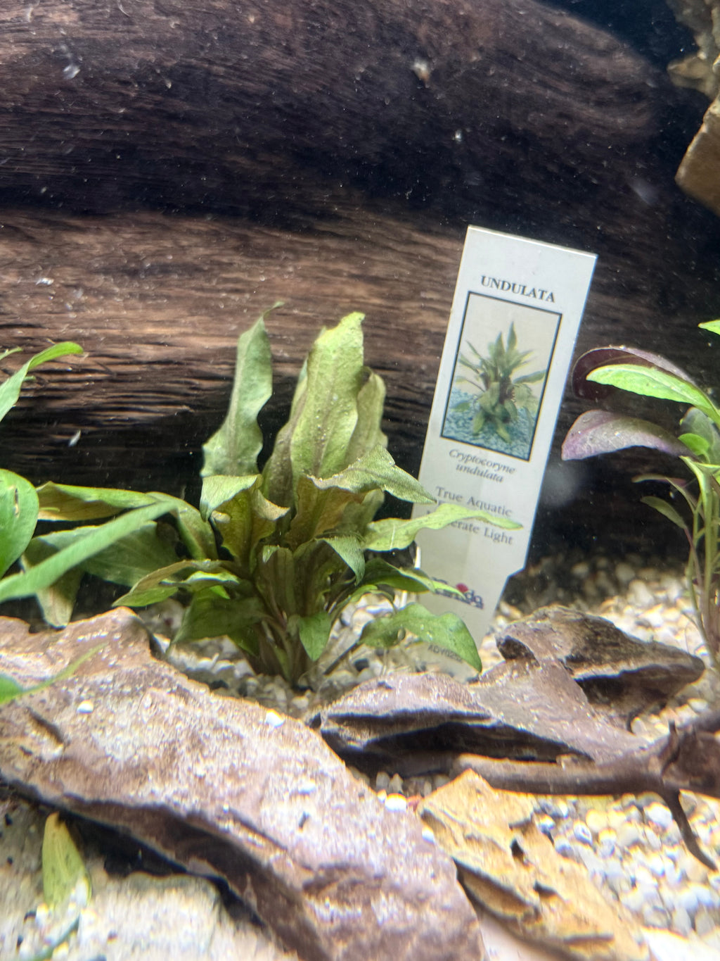 Crypt Undulata (Cryptocoryne undulata)