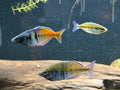 Boesemani Rainbowfish “Rosario La Corte” (Melanotaenia boesemani) Juvenile