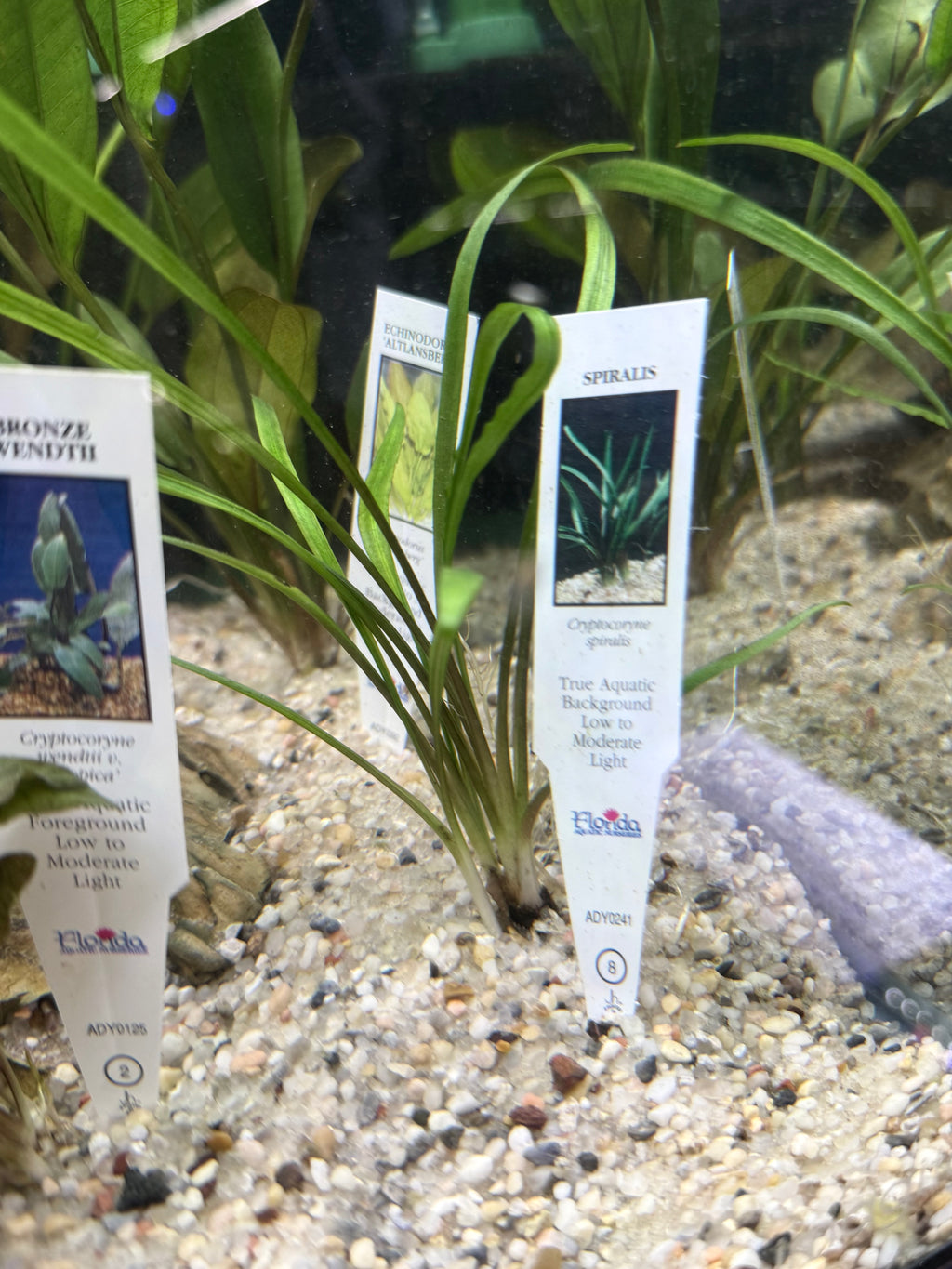 Spiralis (Cryptocoryne spiralis)