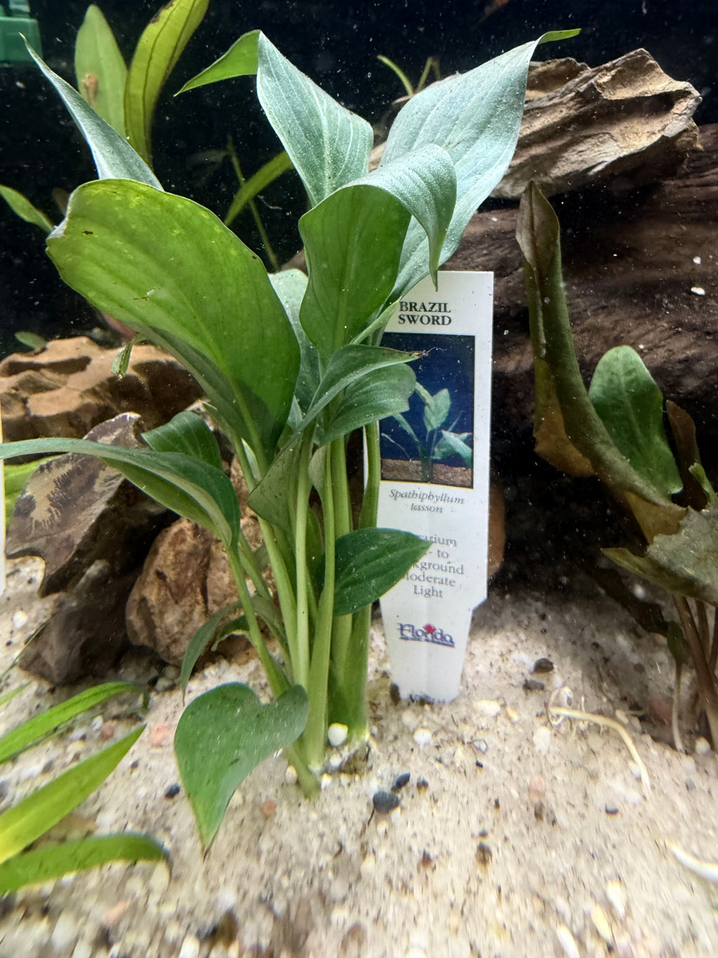 Brazilian Sword (Spathiphyllum tasson)