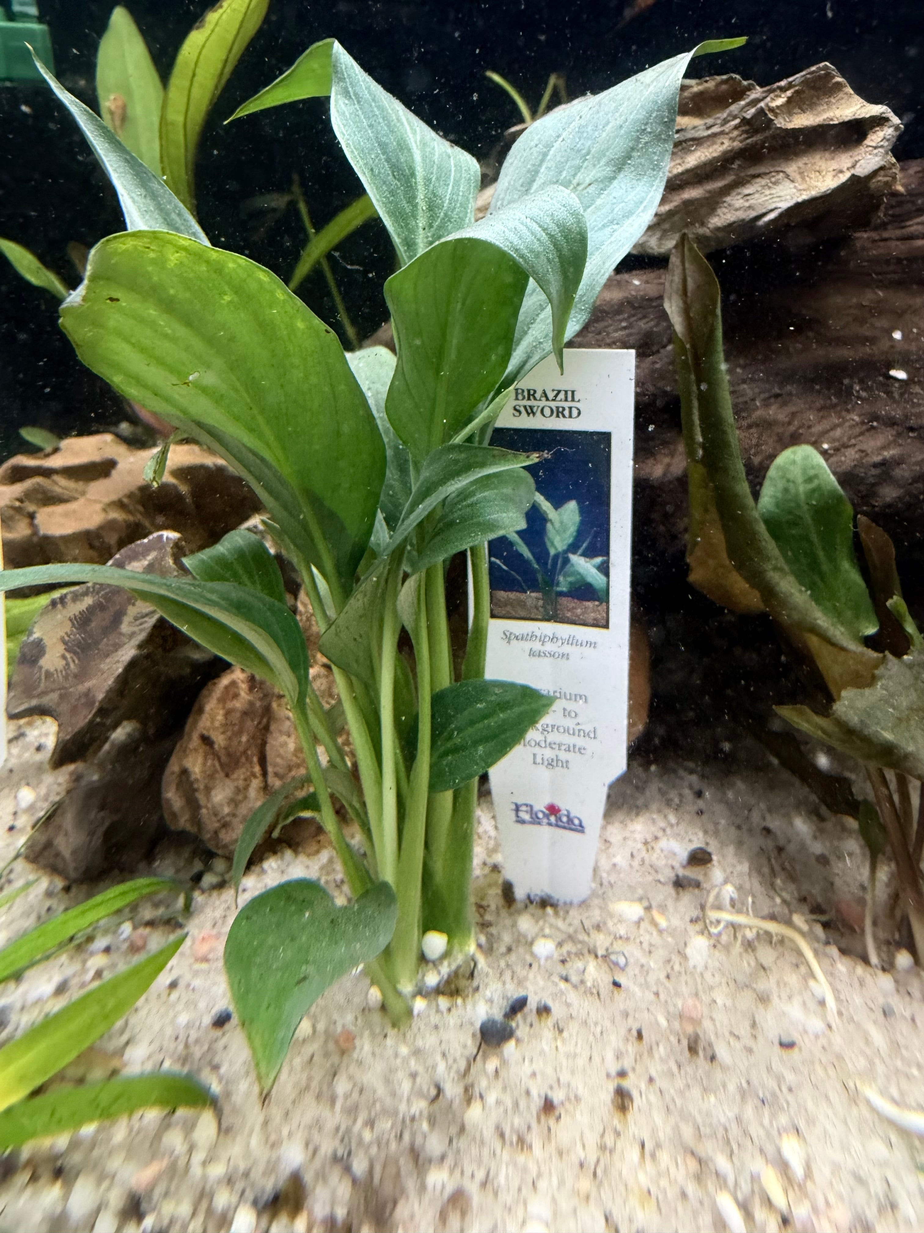 Brazilian Sword (Spathiphyllum tasson)