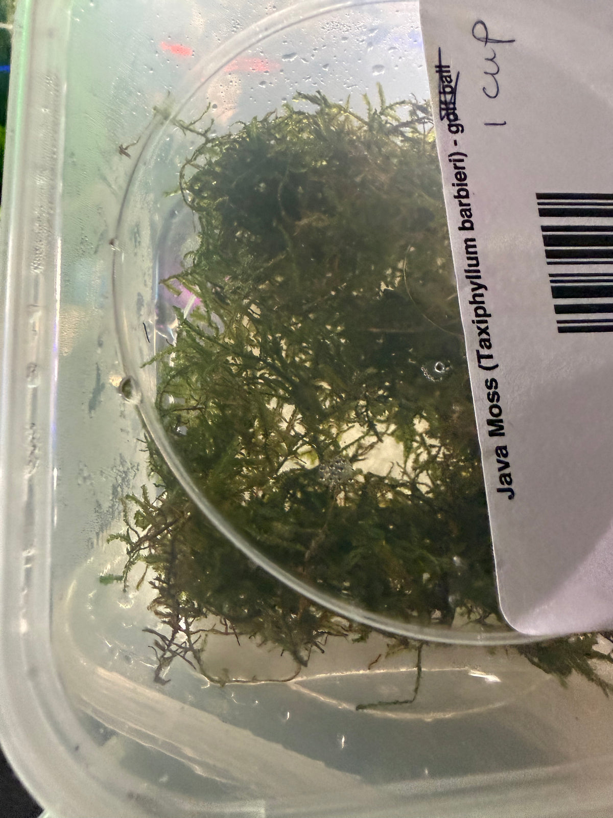 Java Moss (Taxiphyllum barbieri) - 1 Cup