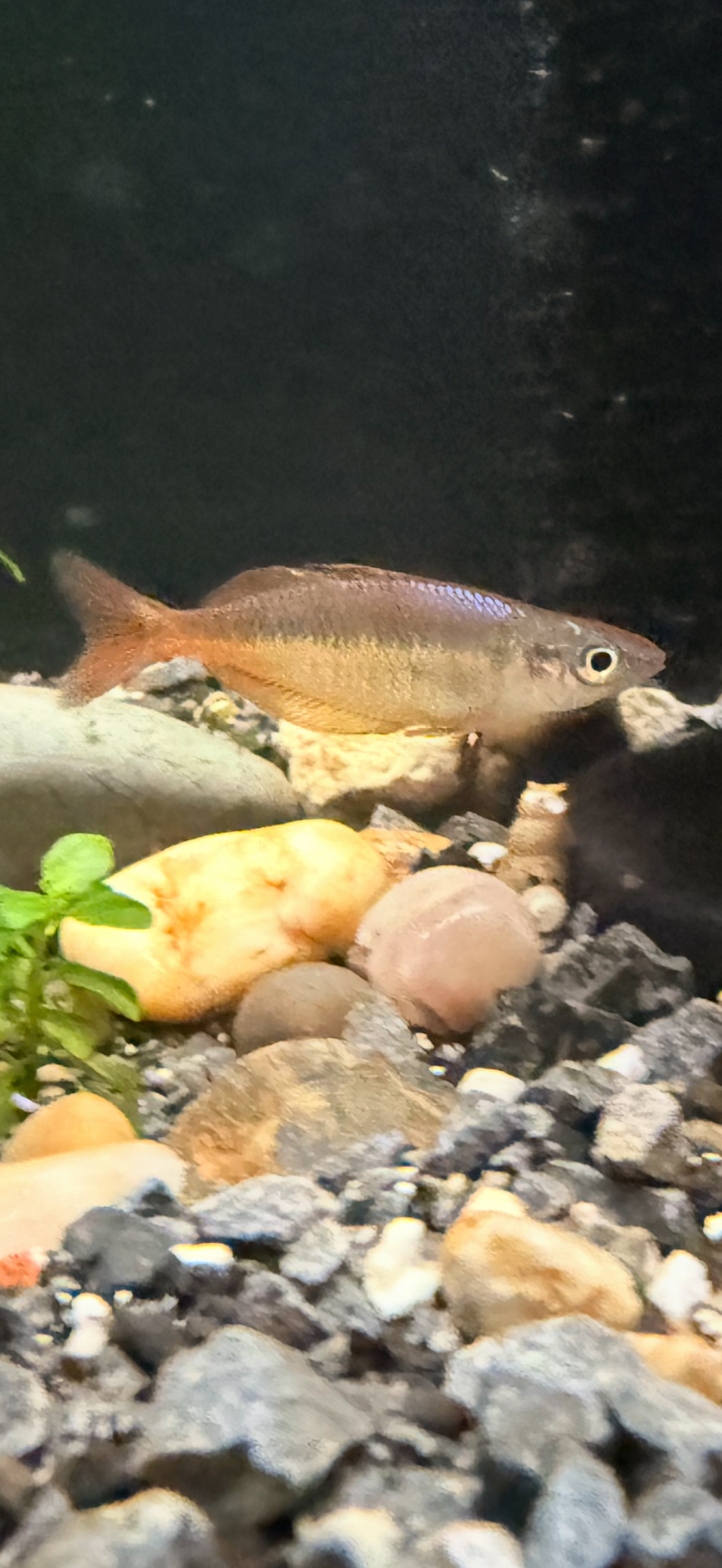 Chilatherina fasciata “Clearwater Creek”