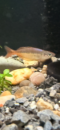 Chilatherina fasciata “Clearwater Creek”
