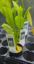 Amazon Sword Plant (Echinodorus grisebachii)