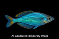 Turquoise Rainbowfish (Melanotaenia lacustris) TR 1.5”+