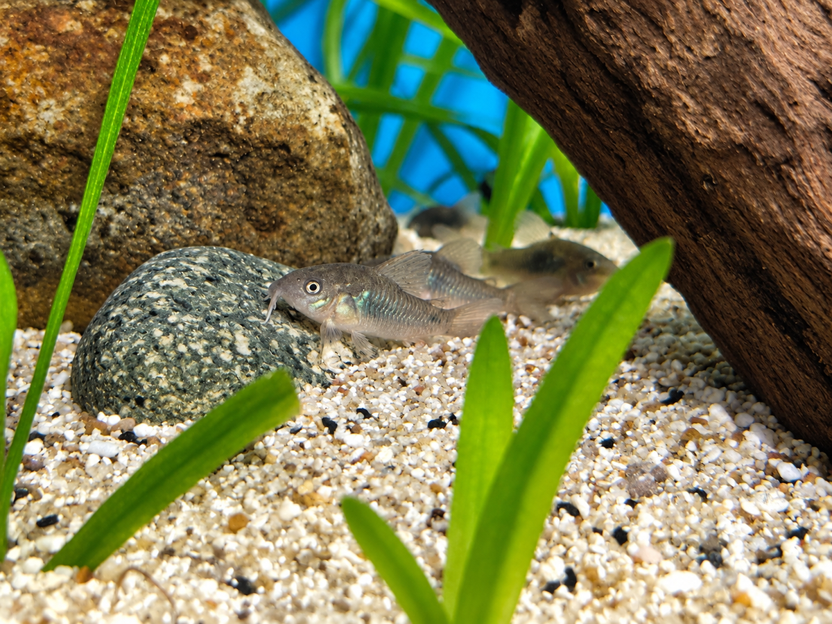 Bronze Corydoras (Corydoras aeneus) 1”+