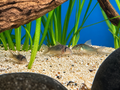 Bronze Corydoras (Corydoras aeneus) 1”+