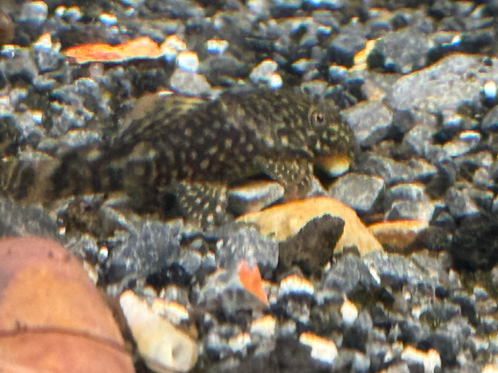 Green Dragon Bristlenose Pleco (Ancistrus sp.) - Small