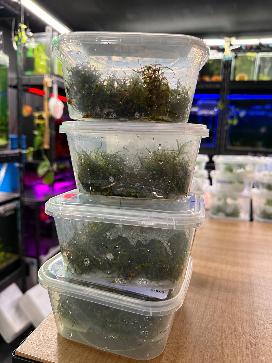 Java Moss (Taxiphyllum barbieri) - 1 Cup