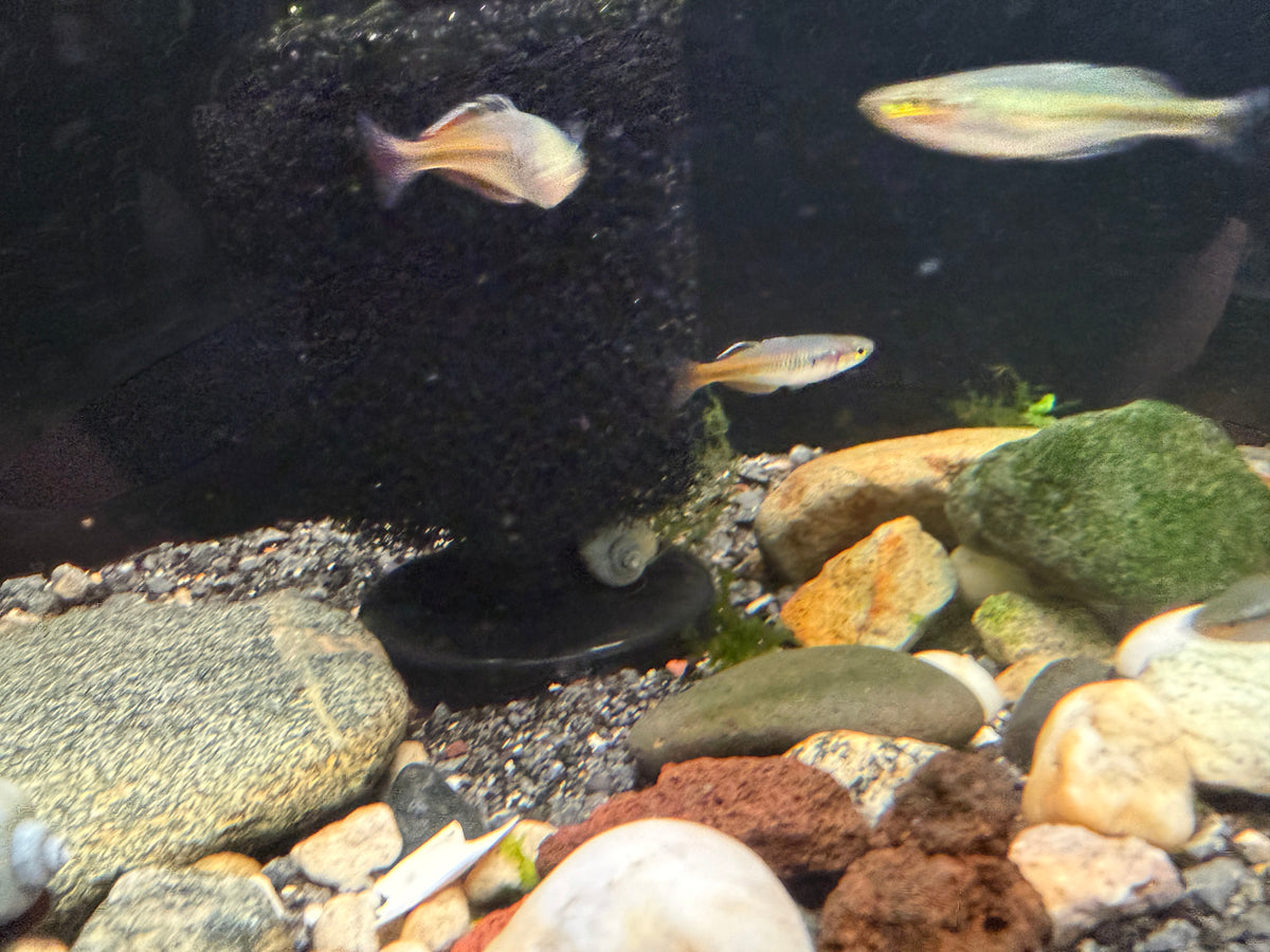 Boesemani Rainbowfish “Rosario La Corte” (Melanotaenia boesemani) Juvenile