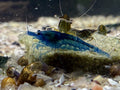 Neocaridina Shrimp (Blue Dream)
