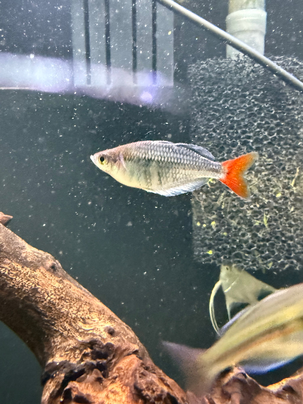 Kali Tawa Rainbow - M/F Pair