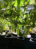 Wisteria (Hygrophila difformis)